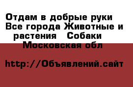 Отдам в добрые руки  - Все города Животные и растения » Собаки   . Московская обл.